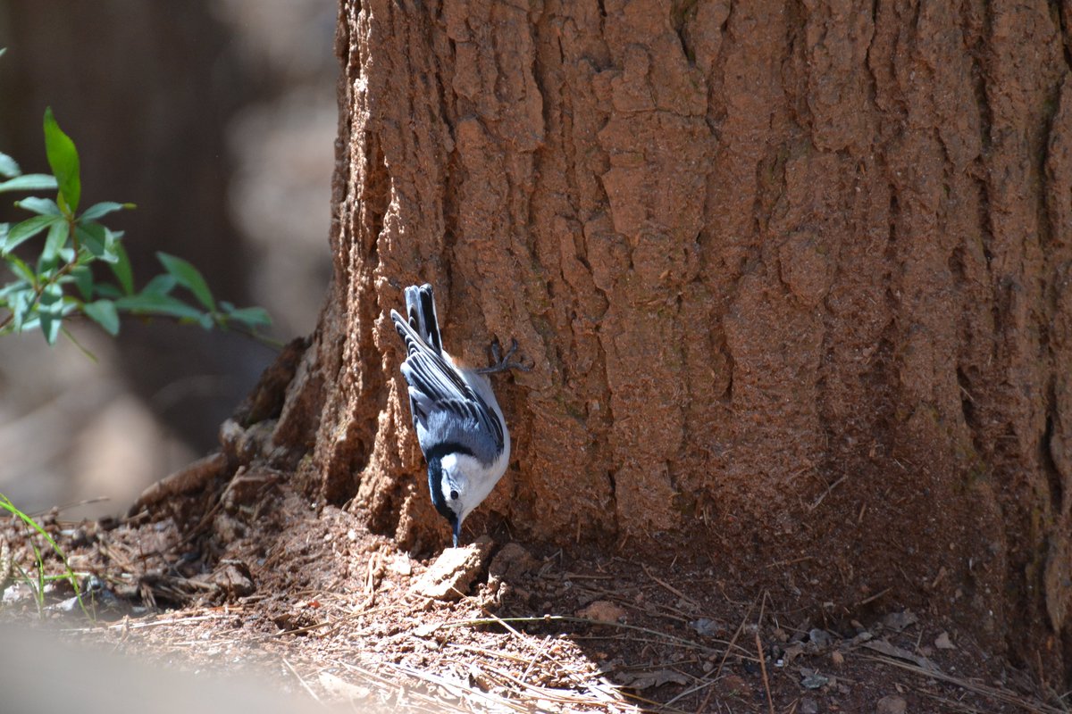 bigmacthefatcat's tweet photo. More #birds. https://t.co/jd3nkdUFkV