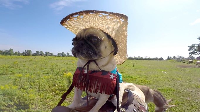 Dancing dogs take you to the SEASON FINALE #World’sFunniestAnimals TONIGHT at 9/8c on The CW!
cwtv.com/shows/worlds-f…