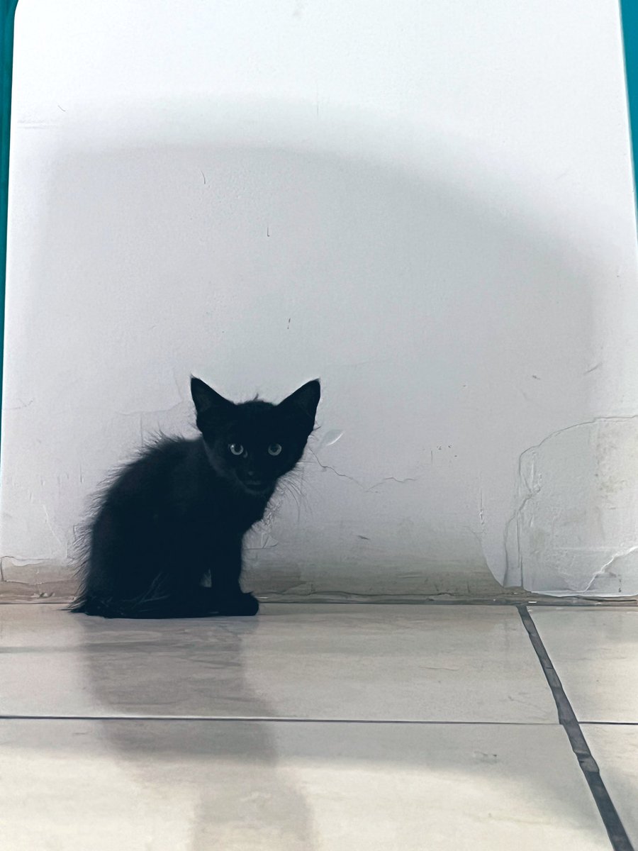 annaterra's tweet image. Gatinhas para adoção responsável em Recife! Fêmeas, 4 semanas, vermifugadas. São duas pretinhas e uma branca e cinza. Todas devem ficar bem peludinhas.

Adote e ame ❤️ ou RT pra encontrarem um lar amoroso.