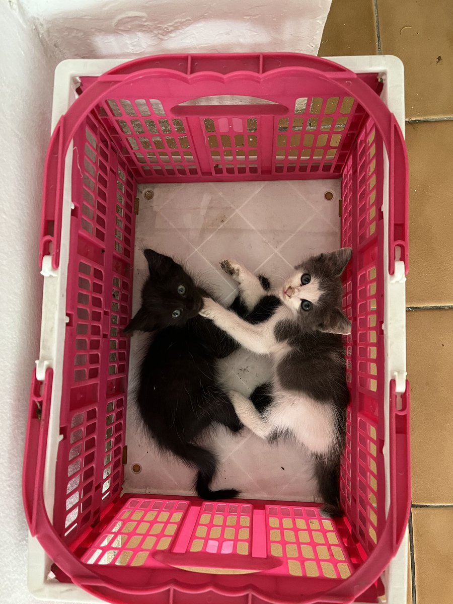 annaterra's tweet image. Gatinhas para adoção responsável em Recife! Fêmeas, 4 semanas, vermifugadas. São duas pretinhas e uma branca e cinza. Todas devem ficar bem peludinhas.

Adote e ame ❤️ ou RT pra encontrarem um lar amoroso.