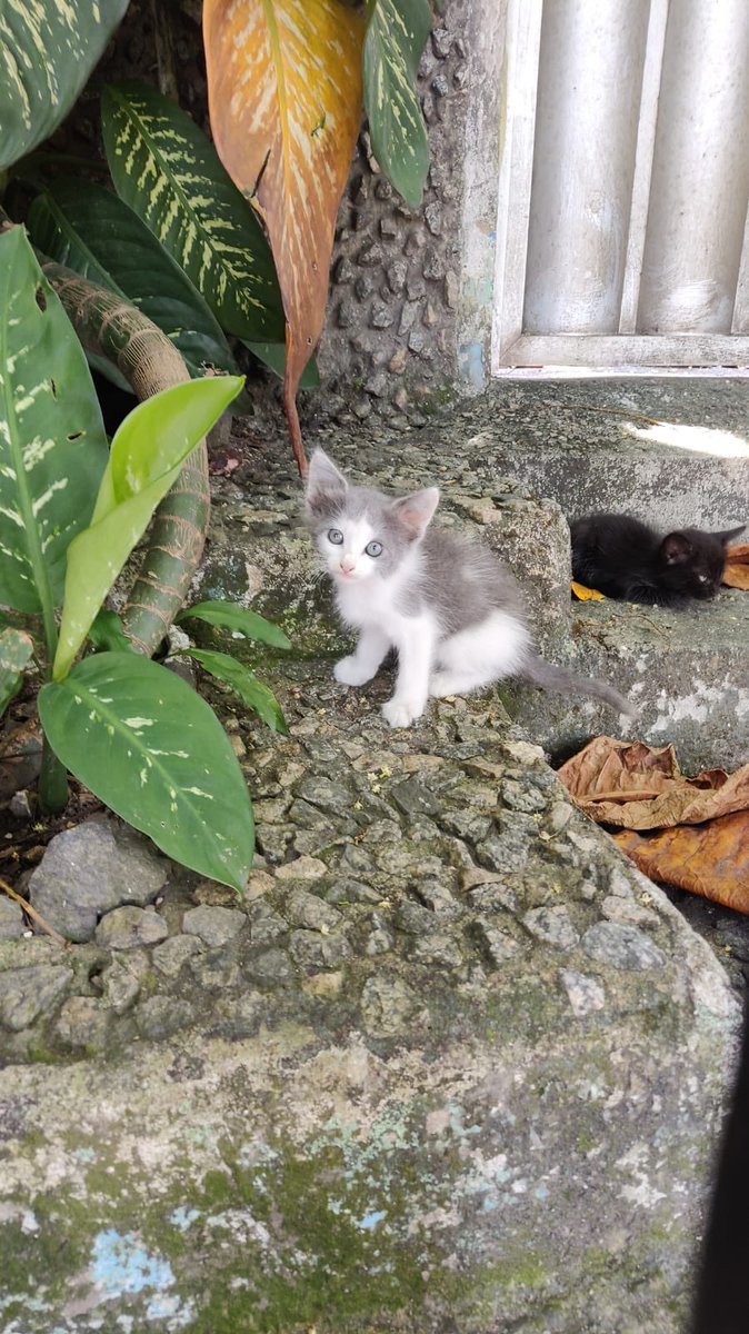 annaterra's tweet image. Gatinhas para adoção responsável em Recife! Fêmeas, 4 semanas, vermifugadas. São duas pretinhas e uma branca e cinza. Todas devem ficar bem peludinhas.

Adote e ame ❤️ ou RT pra encontrarem um lar amoroso.