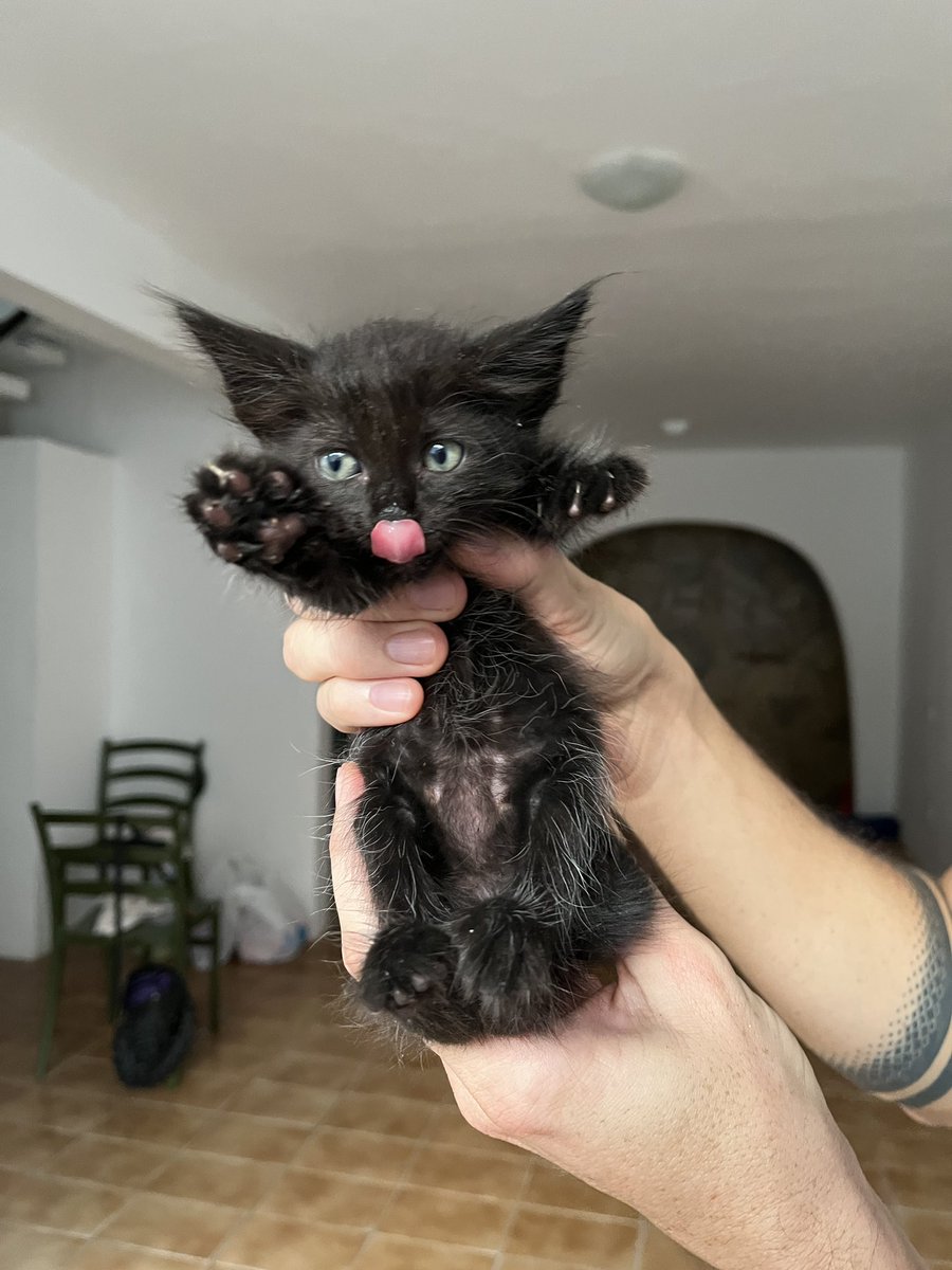 annaterra's tweet image. Gatinhas para adoção responsável em Recife! Fêmeas, 4 semanas, vermifugadas. São duas pretinhas e uma branca e cinza. Todas devem ficar bem peludinhas.

Adote e ame ❤️ ou RT pra encontrarem um lar amoroso.