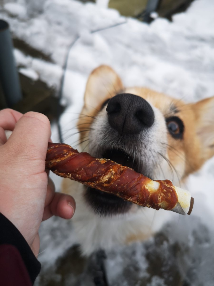 Aaaomn #boopthatsnoot #CorgiCrew