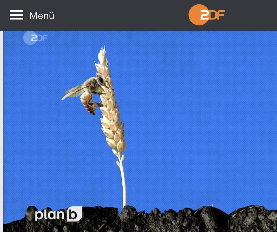 BauerWilli_org's tweet photo. Unfassbar! In der aktuellen Sendung „plan b“ wird die falsche Aussage, dass Bienen das Getreide bestäubt, auch noch illustriert! Nein, das ist kein Fake! Ich wünschte, es wäre so…https://t.co/922JMci7N8 https://t.co/ekpVAGPqEF