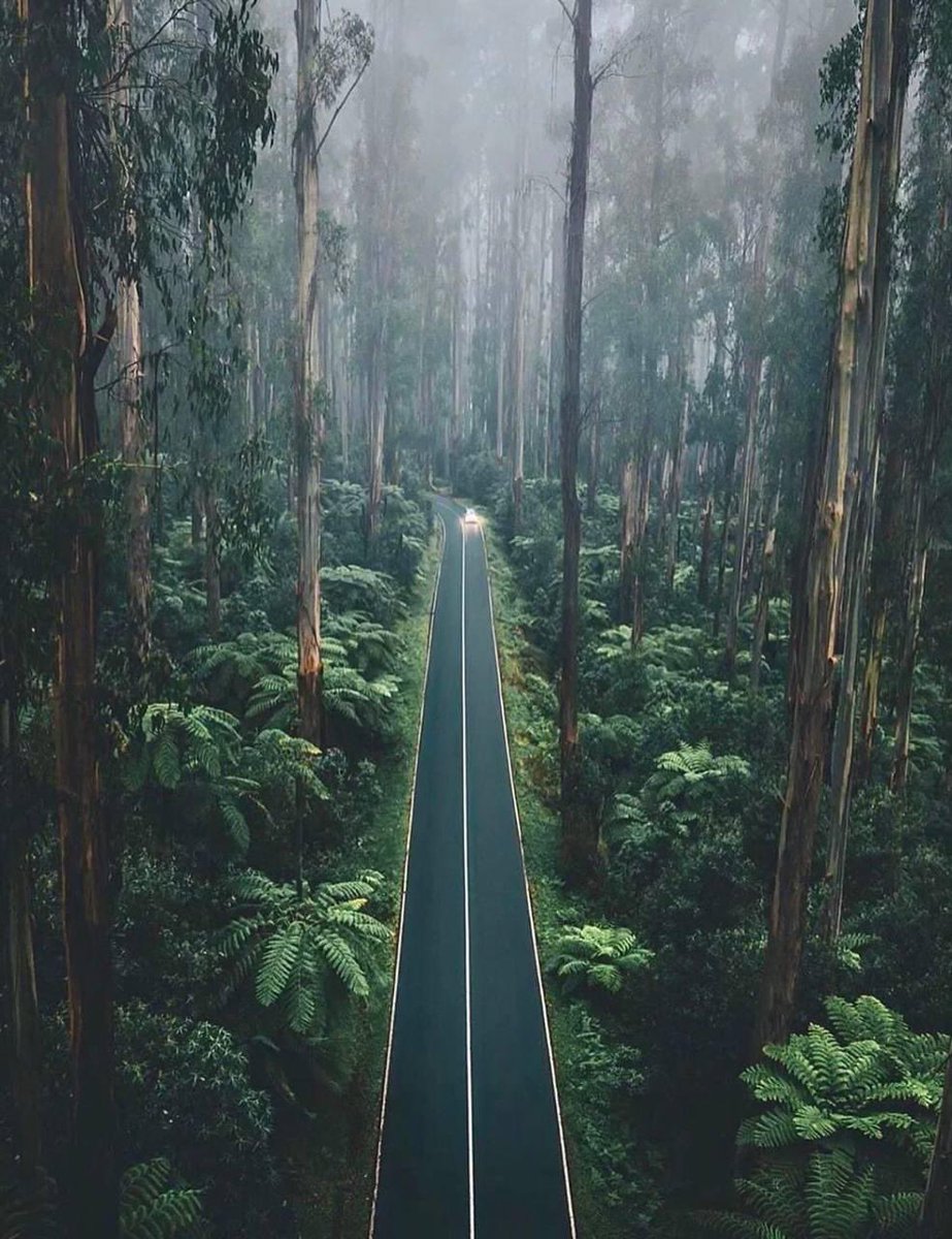 Forest roads around Melbourne, Australia 
#4elementos #PrivateSociety #ExploreAustralia
