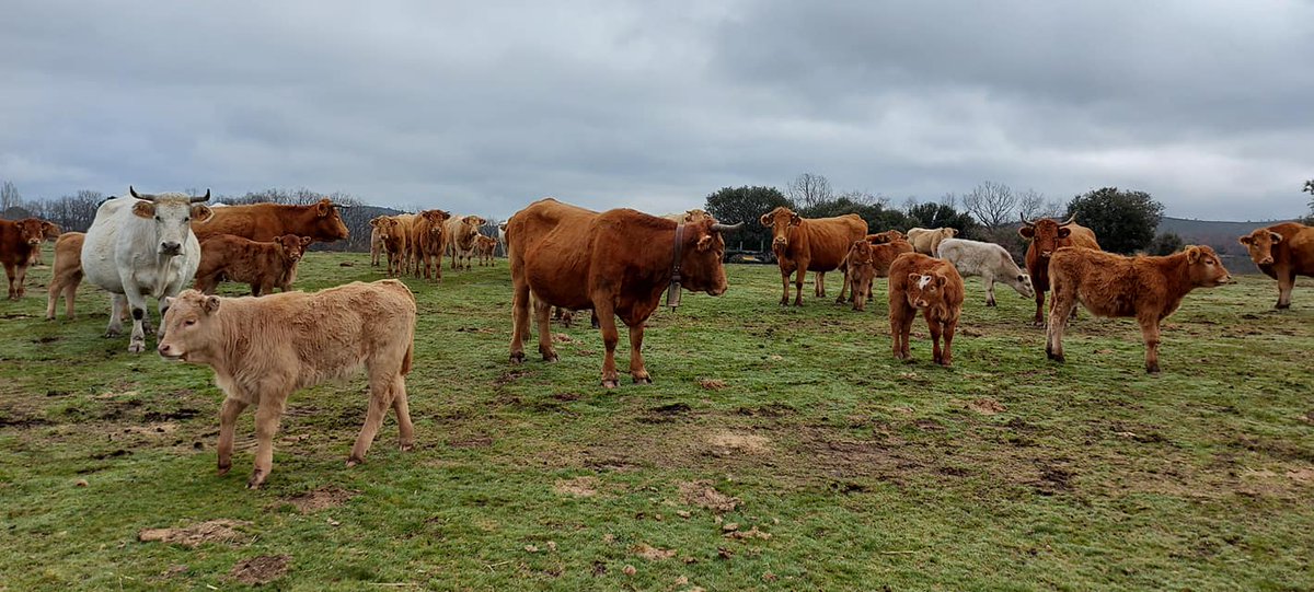 MeatNatur's tweet photo. !Este día del padre regalamos una visita a las instalaciones de nuestra empresa! 
#ecopadre #1XVEC ❤️ https://t.co/VwgYEdJSqw