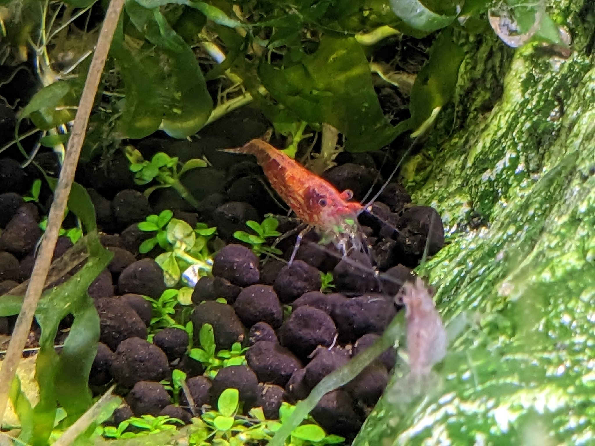 Shrimp Tank