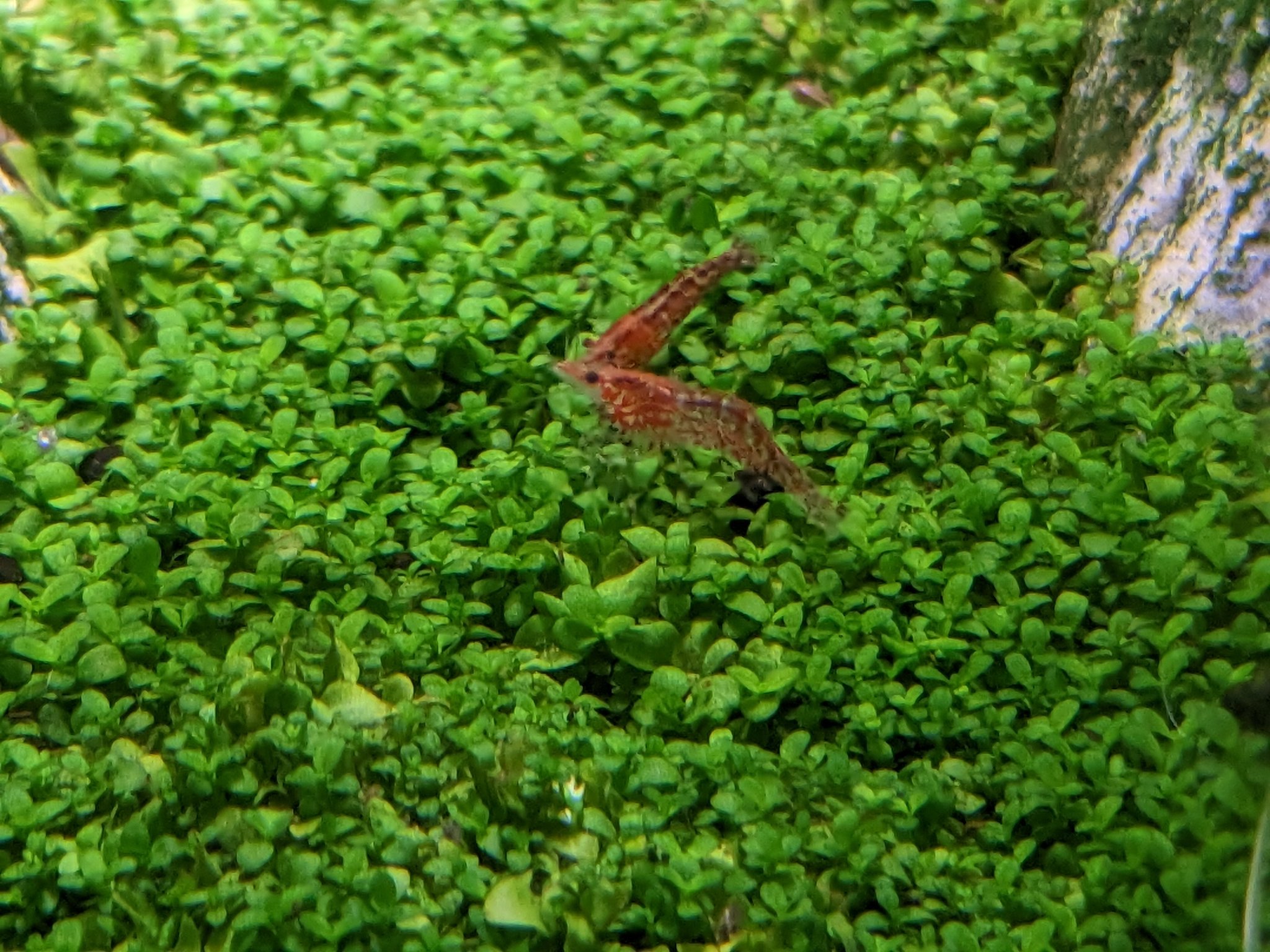 Shrimp Tank