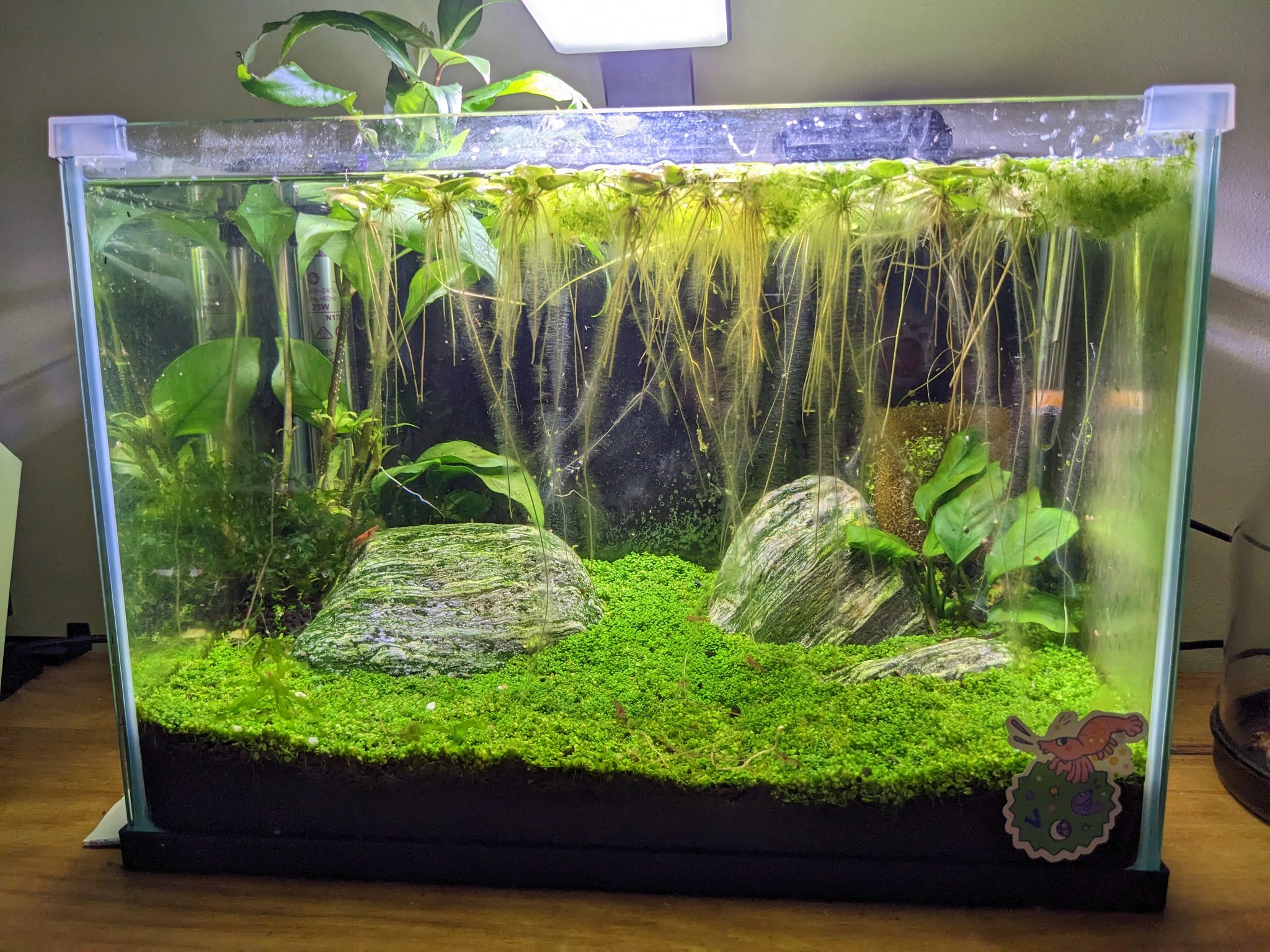 Shrimp Tank