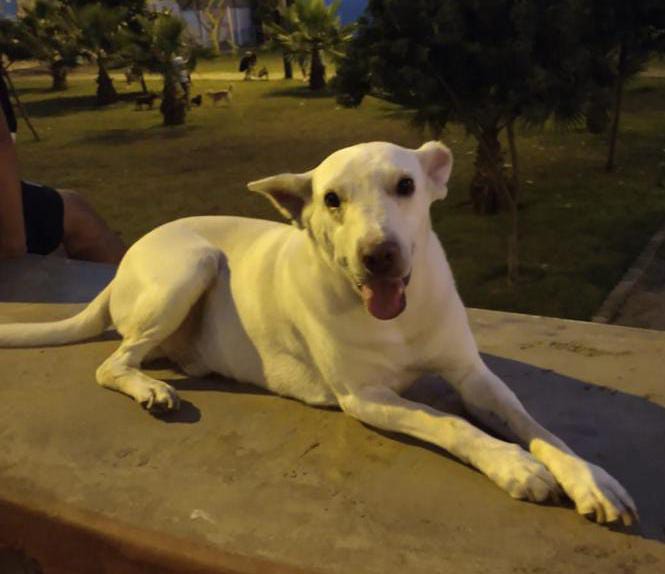 Paola Pejoves tweet media