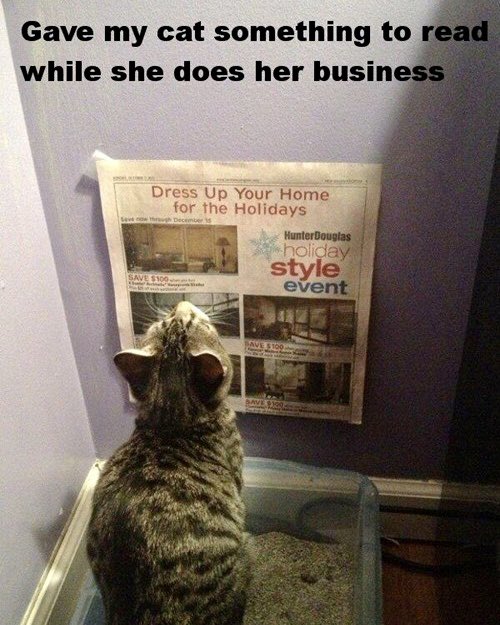 GeneralCattis's tweet photo. Make your kitty’s litter box into a library 
#UnlikelyMarthaStewartTips https://t.co/mx4yFoeHQ2