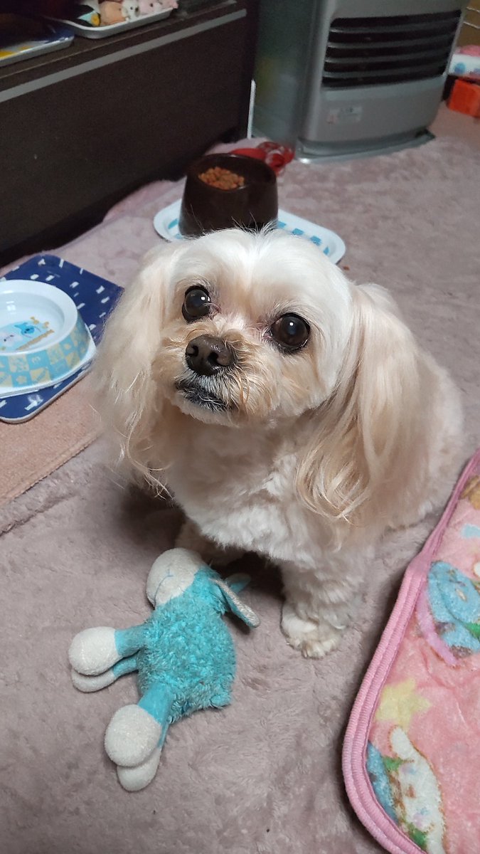 tamo_chan2001's tweet photo. カットに行ったよ〜!
#わんこ #ペキプー #ペキニーズ #トイプードル #犬 #ペット #かわいい #peekapoo #pekapoo #cutedog #poodle #pekingese #む~ #musica https://t.co/gixkyAs4uM
