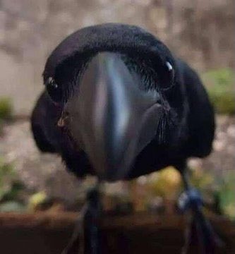 Rxvenskvll's tweet photo. looks at you like this. https://t.co/g88Crn98ct