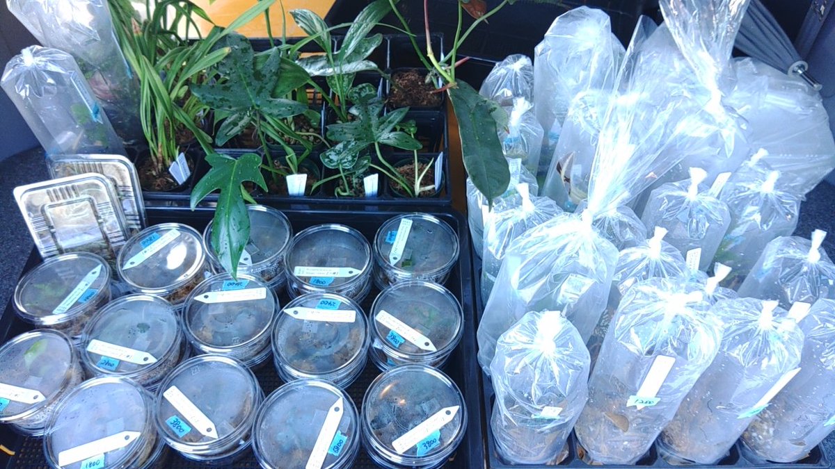 futamura_plants's tweet photo. ぼちぼち準備終えて出発します(*´ω`*)
熱帯植物いっぱい持ってくのでパルダリウムやってる人必見です!!╭( ・ㅂ・)و グッ !
#アンテナ
#レプランツ
#チランジア
#ブセ
#REPLANTS https://t.co/4lyx7OWggo