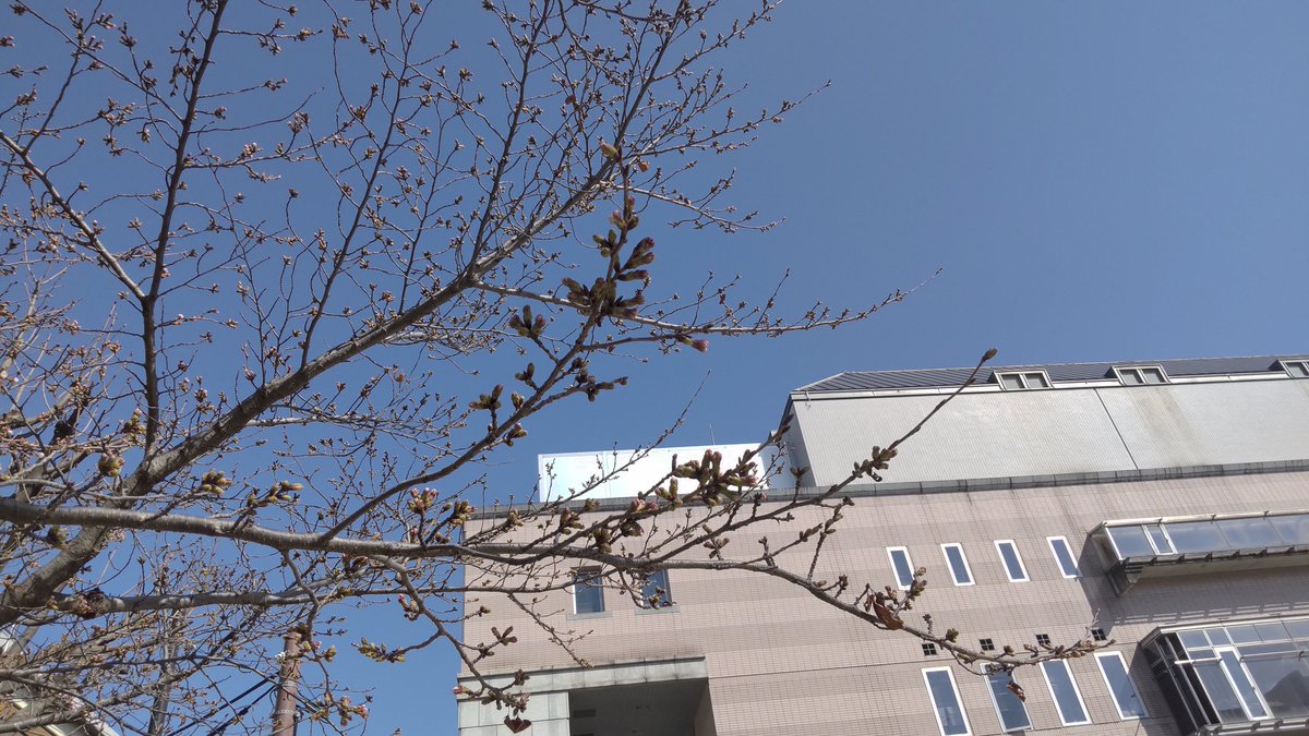 white_rabbit_00's tweet photo. 目覚まし時計かけずに
ベッドにもぐり込んだ夜は
どっちが先に目を覚ますか
ランチをかけてもいいよ
↓↓
https://t.co/c26tXvhbNB

この次に続く歌詞がめちゃめちゃ好き。涙が出そうになる。私もそうありたい。
というわけで、公園の桜はつぼみの状態です。そろそろかな。

#槇原敬之　#HOME_WORK https://t.co/zGkX0xf83n