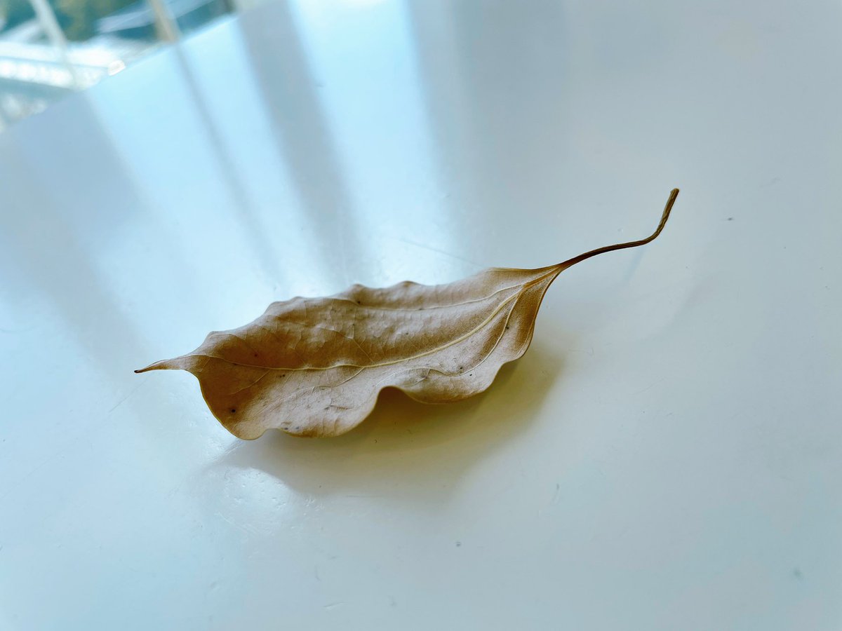 ふかわさんのお友達、
くすのき三郎さんが一年振りに帰ってきてくれました🍂
#日曜のほとり