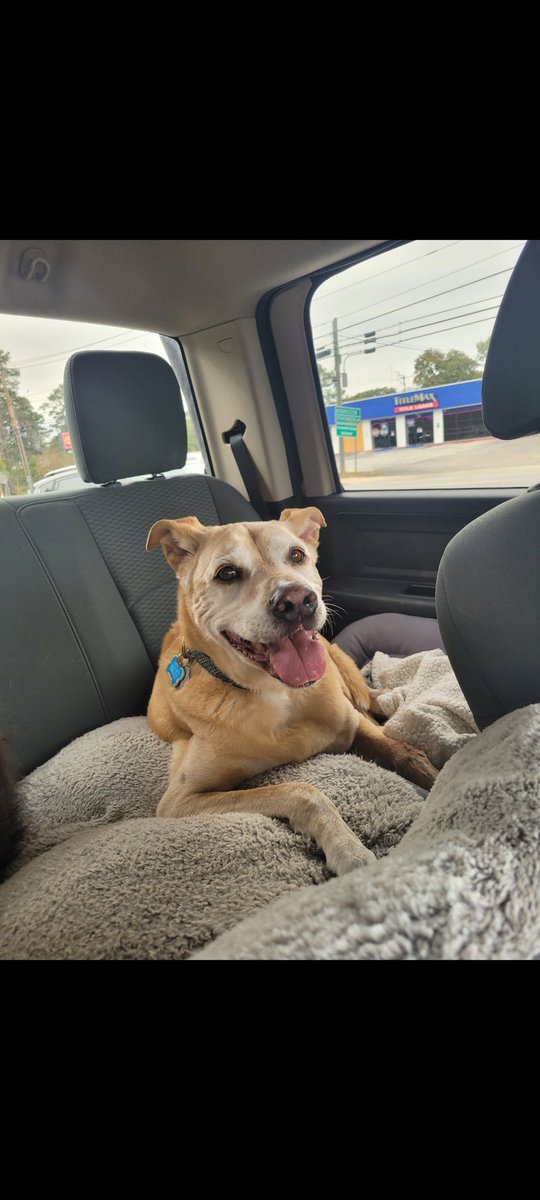 Sweet Bob.  Lost him today. 14 years of so many adventures.  My walk tonight without him was heartbreaking.