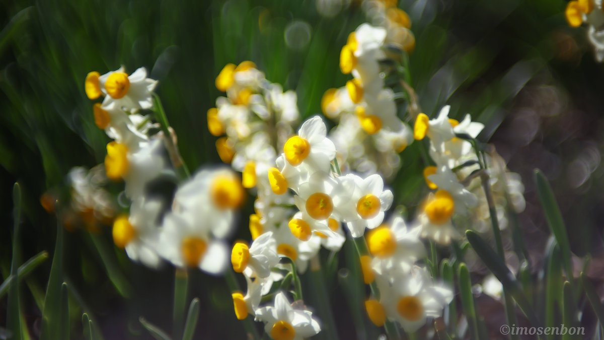 imosenbon's tweet photo. 岡山県笠岡市神島(こうのしま)
#スイセン
#花
#春
#canonFL https://t.co/Bf5WCKtaUZ