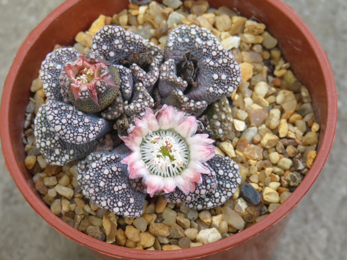 Another flower open on the Titanopsis calcarea plant with unusual peach and cream bicolour flowers.  They are usually yellow.  Titanopsis calcarea SB1111 (Magersfontein).  #SucculentSunday  #succulents #mesembs #titanopsis