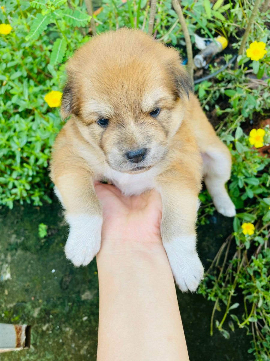 MarkNguyen1997's tweet photo. SG cuộc sống vội vã tấp nập, nhớ lại một trải nghiệm chuyến đi về miền Tây ở 1 góc quê yên bình trồng cây, vui cùng cún, tưới hoa, buổi chiều yên ả ai đành nỡ xa ❤️ https://t.co/JqVRGK0J7k