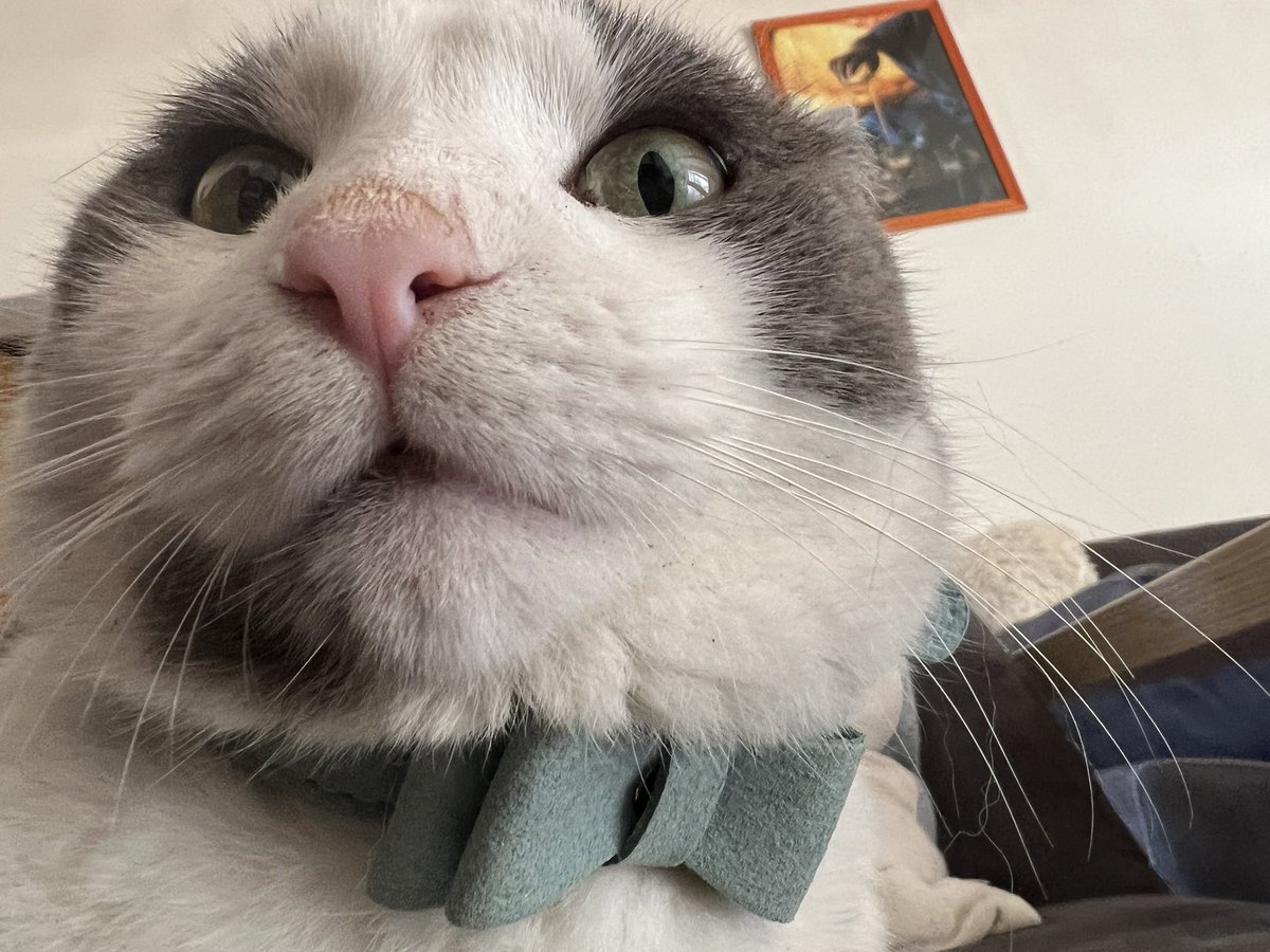 linooob's tweet photo. @rrrrrrrr_cat https://t.co/ihLC2eyg4q
