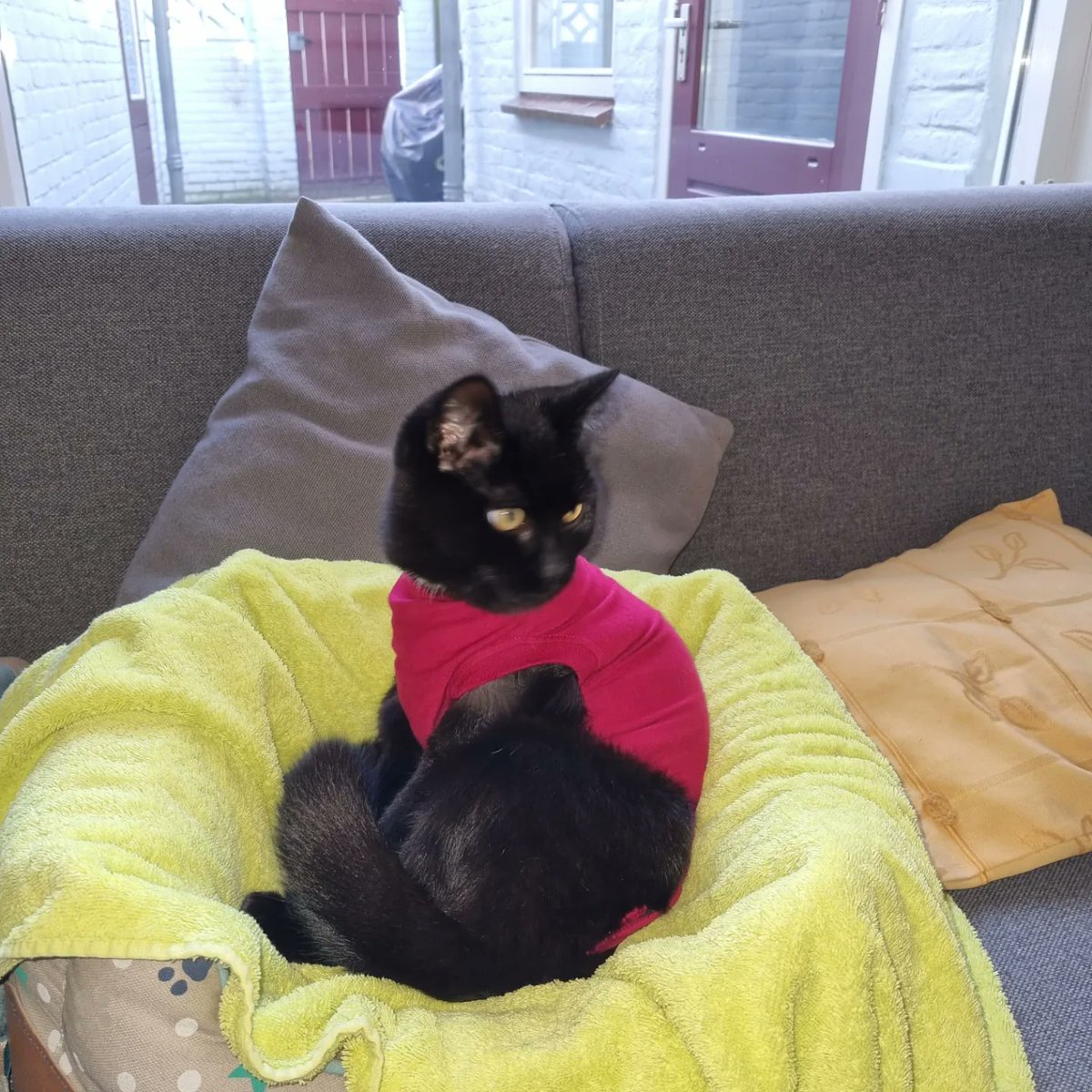 therootsthatclu's tweet photo. Poe sporting a devilish post-operative onesie. The previous owner told us it's a he, but true to master of mystery and horror himself, Poe turned out to be a she!!!
#poetoaster #poetsoftwitter #poetry #poet #poets #CatsOfTwitter #Cat #catgirl #cats #Caturday https://t.co/iIyQxg1A13