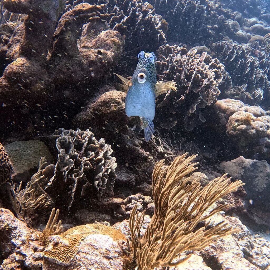 TinaHinNH's tweet image. Always with the #fishlips. #scubadiving #diving #getsmeeverytime #realtorlife #nhrealtor #loveyourlife instagr.am/p/Cp8ccDpOQvm/