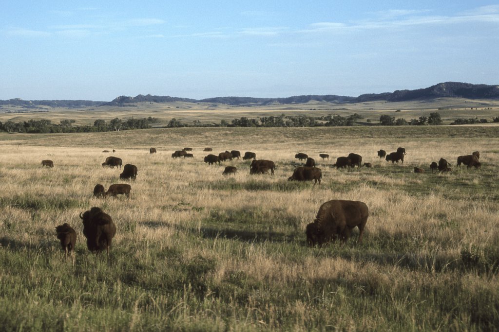 TopTray's tweet photo. The Best Car Camping Locations in Nebraska:
https://t.co/ig57FexwHh 

#camping #carcamping #Nebraska https://t.co/U10VNfNeOf