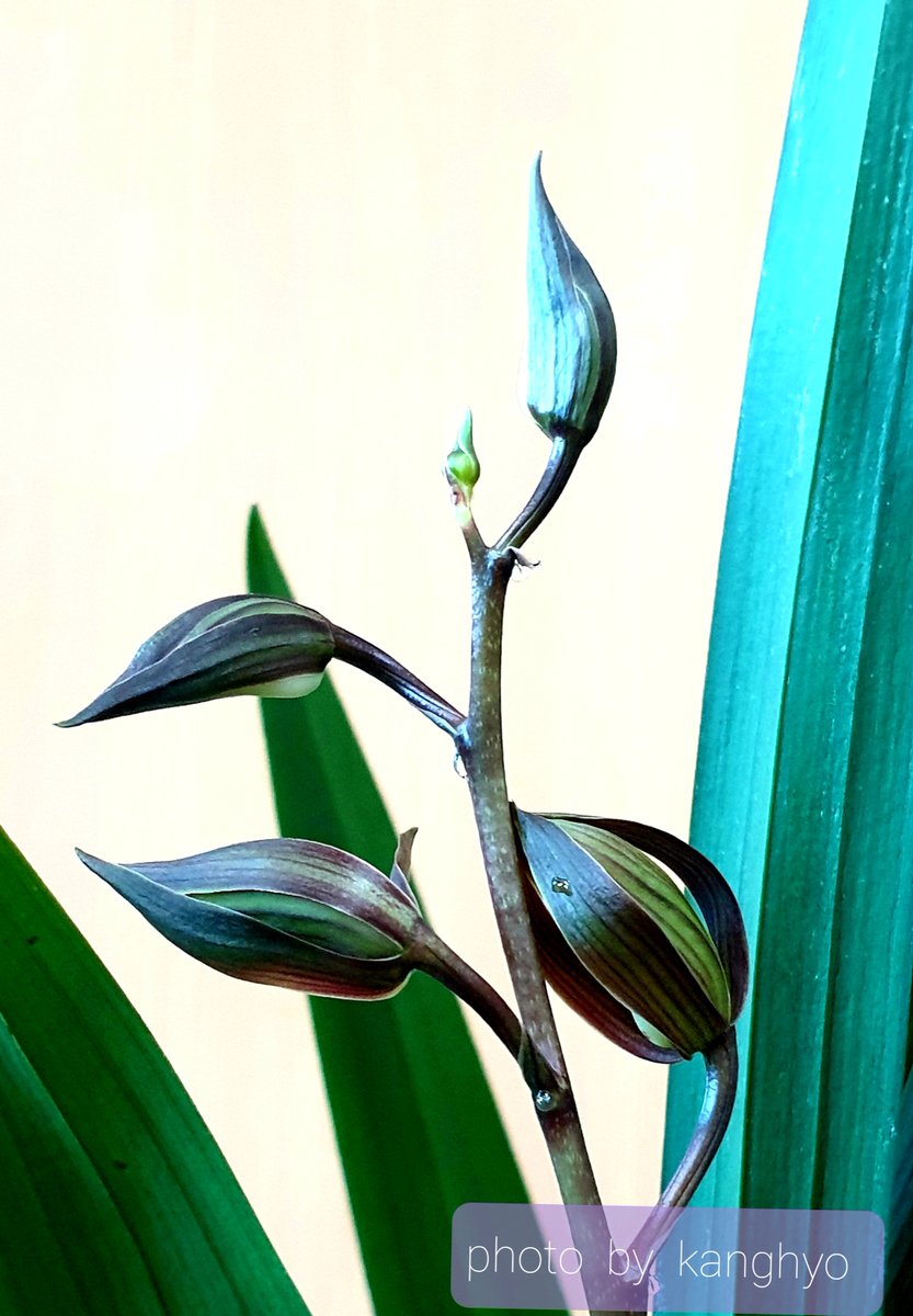 Hyoseok.Kang tweet media