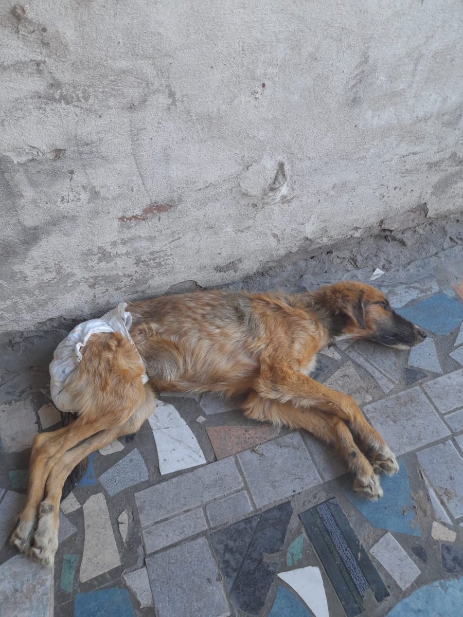patripeyrou's tweet photo. : Urgente Merlo
Se esta muriendo
[Aca en el km 35
 +54 9 11 5806-6180 https://t.co/SpyG2CBE0Y