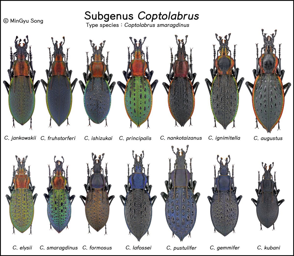 ManDuKinGs tweet media