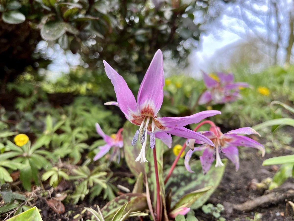 jmooney501's tweet photo. Spring has won in Fox Lodge gardens and we enter a new season of rapid growth (weeds included 😳)!

#GardeningTwitter #gardeninspiration #foxlodge #gardening #spring https://t.co/moTHpFKZ9W