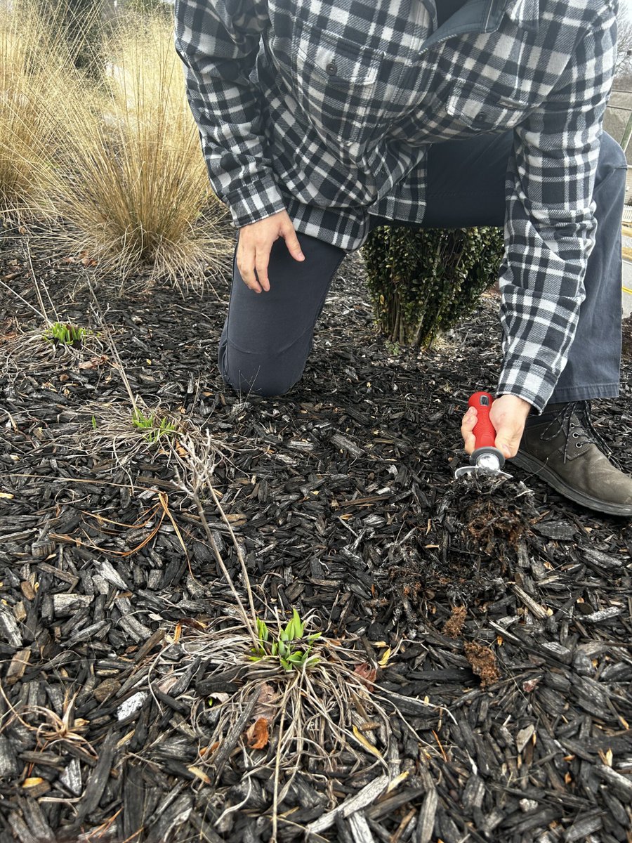 weasel_garden's tweet photo. Tired of digging in tight spaces and struggling with tough dirt clumps? 😪

The Garden Weasel Scoop Hand Tool is here to help! Made from rust-resistant aluminIron, it's lightweight and durable. 

https://t.co/uSENYP7Hqv https://t.co/KAn7YjuYzF