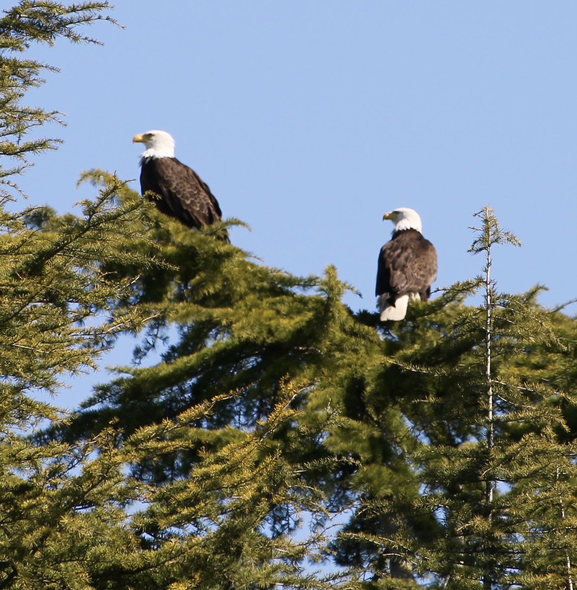 dianelewis48's tweet image. Walked out the front door to enjoy a walk in the sun and these two majestic eagles, who are perched in my neighbor’s tree, captured my attention. I ❤️ the PNW. #WaWx #QueenAnne 🦅