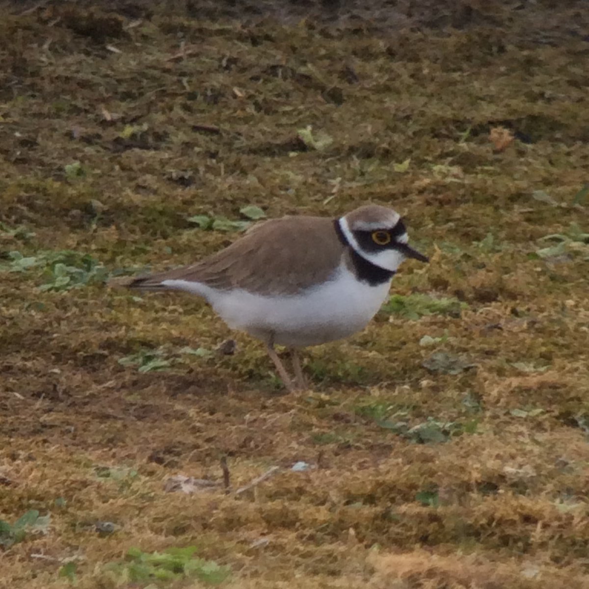 TicesMeadow's tweet photo. First returning Little Ringed Plover of the year is wader species # 7 for #waderfest bingo.
Photo (c) Mark Elsoffer (2021). https://t.co/Iv1LxW8CUf