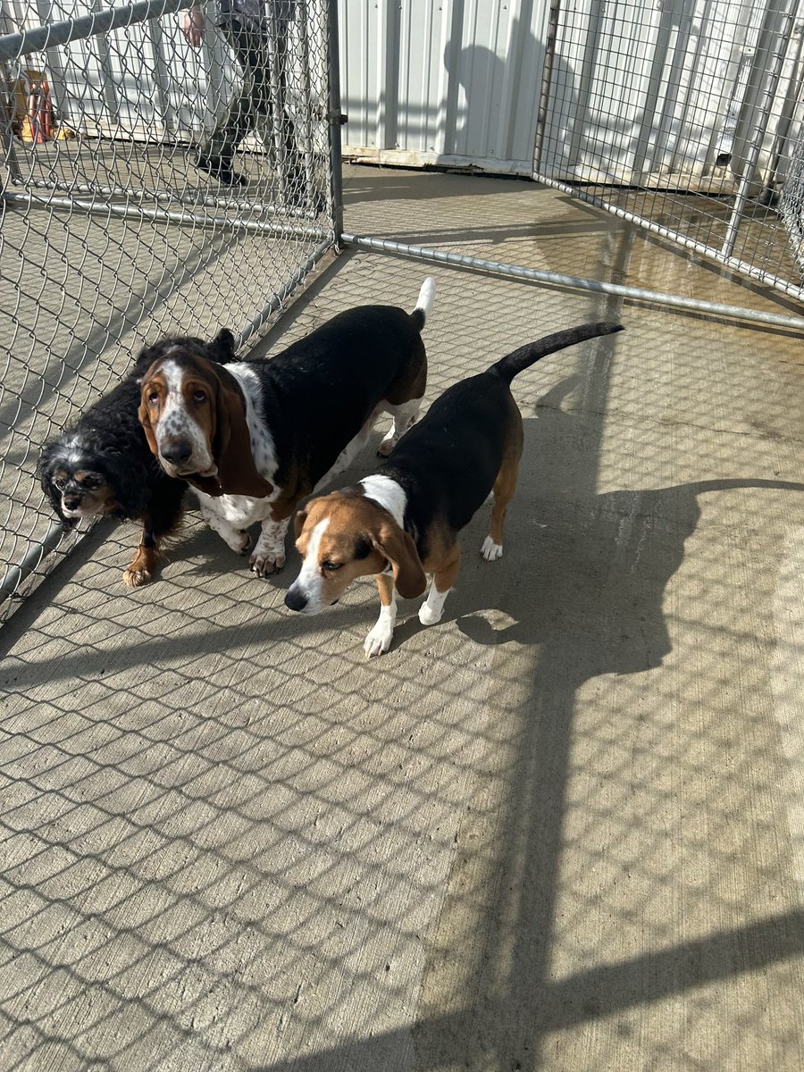 SerenaCMah's tweet photo. #sweetgus is hanging with his squad @club_mead #myminime is off with his Dad, giving me a #mombreak #yeg I’m currently watching #netflix in bed with chocolate 🍫😂#rest #recharge https://t.co/YUvei7GzSS
