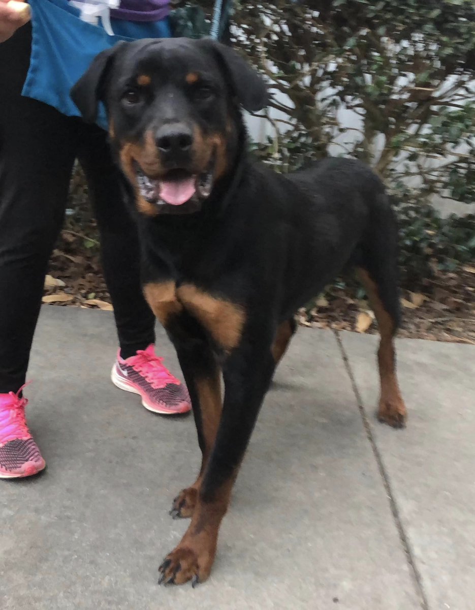 RottieHearts's tweet image. We rescued ACE a little over a week ago from the same over-full shelter as Schmackers.  This goofy,  sweet one year old had a meet and greet last weekend and is on a foster-to-adopt trial now!  Paws crossed! #RescueDog #Rottweiler #FosterToAdopt #DogsofTwittter #PawsCrossed #RHR