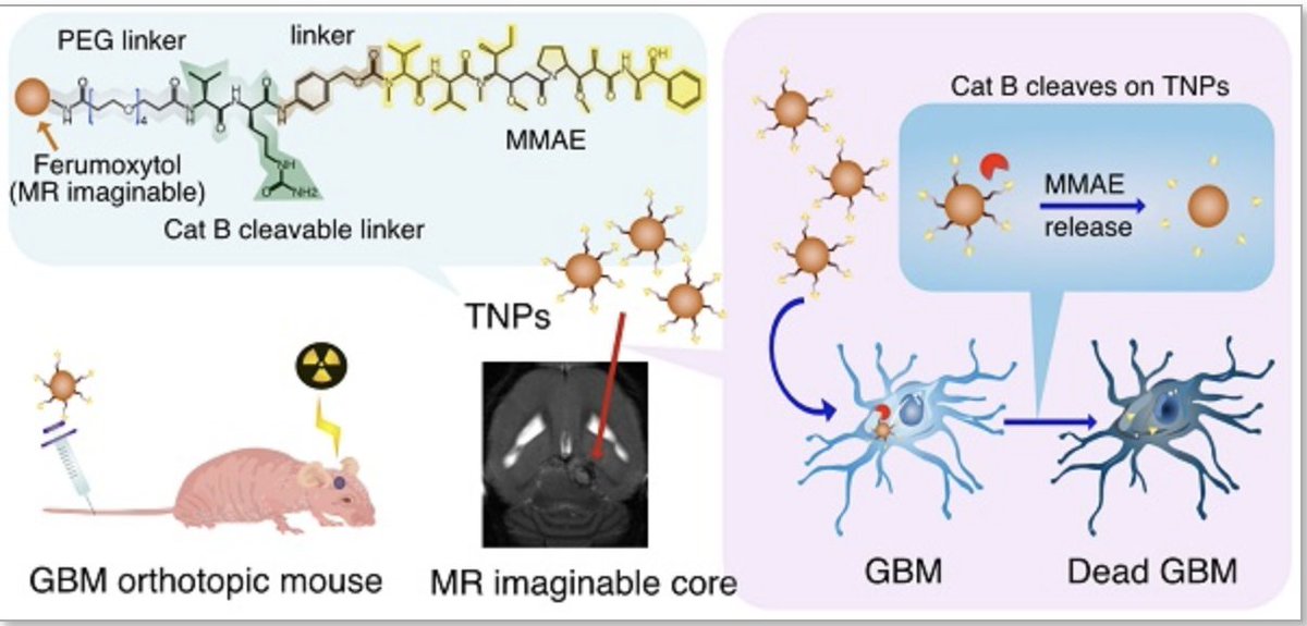 PedsMIPS's tweet photo. Congratulations to Dr. Huang and team for publishing their article on "Tumor protease-activated theranostic nanoparticles for MRI-guided glioblastoma therapy" in Theranostics: https://t.co/Nj7FGBJ5St #SocPedRad #RSNA #WMISWMIC #AACR #ISMRM #officialEANM #SNM_MI https://t.co/cnX0dPb4lr