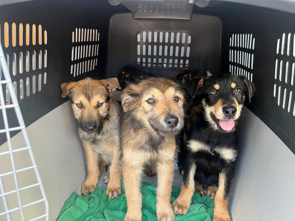 Ya tenemos a los cachorros de la perrera de Movera con nosotras ☺️. Una persona se ha ofrecido a acogerles de manera MUY TEMPORAL para poderlos sacar de la perrera. 

Seguimos buscando 🚨 ACOGIDAS PARA ELLOS 🚨 Juntos o por separado.