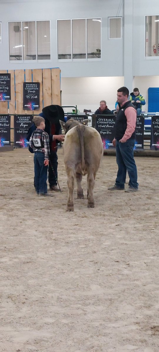 BirnamPork's tweet photo. Today's lesson from the judge: just because your calf won't go anywhere does not mean you can let go of the halter and just stand there and pet it... #peewee #spring4ward #ontbeef https://t.co/jstvSf18GB
