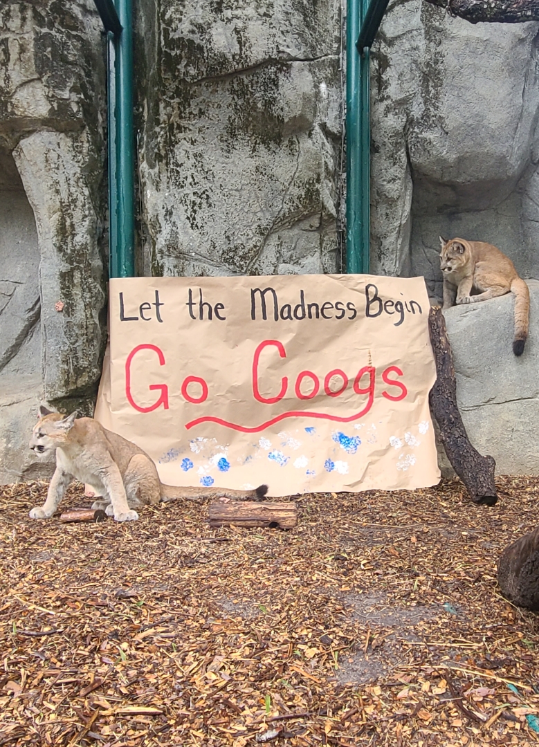 houstonzoo's tweet photo. 🐾 We’ve got cougar spirit! Shasta VII and Louie are rooting for @UHCougarMBK. #ForTheCity #GoCoogs #MarchMadness 

📸: Carnivore Keeper Tori https://t.co/KGqSofgv3f