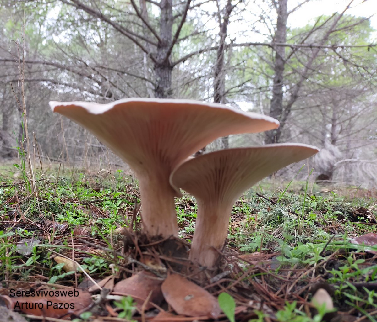 Un momento mágico.

#Curiosidades #naturaleza #natural #medioambiente #flora #seta #setas #Foto #FOTOS #fotografia #fotografias #FotoDelDia #imagen #imagenes #imagendeldia #Bosque #bosques