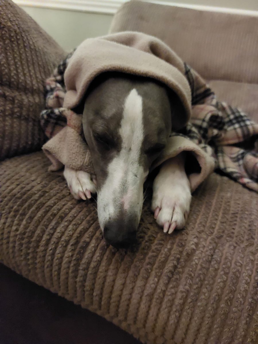 Snuggle time. Goodnight pals!