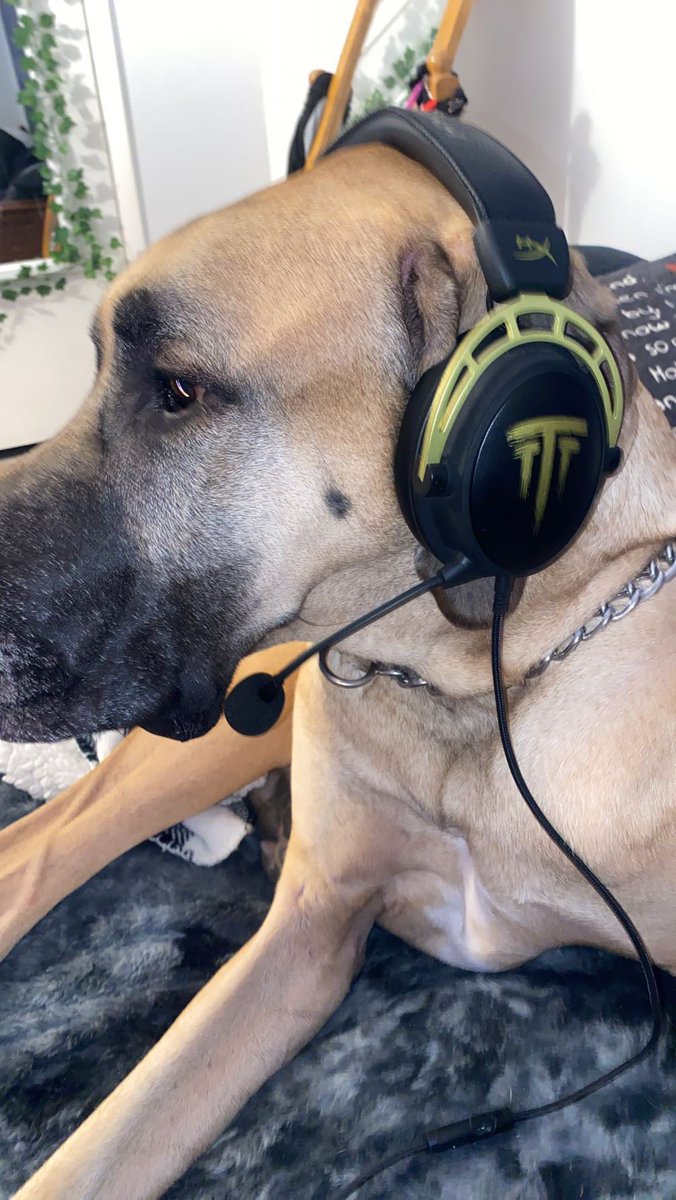 dantecappelli09's tweet photo. Tim’s number 1 fan Maverick the Dane! @timthetatman https://t.co/z6BhtuuXF5