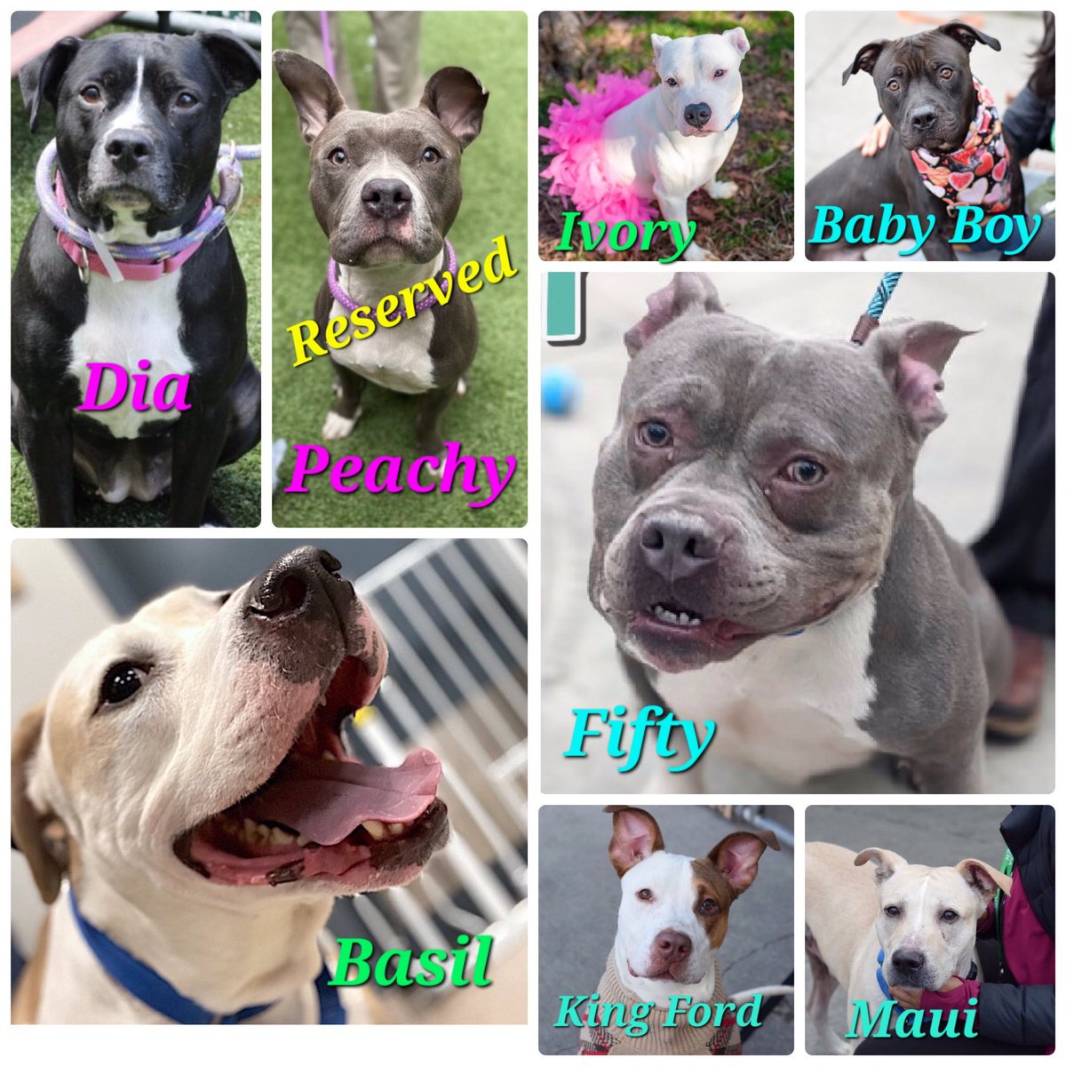 NMBewitched's tweet photo. Peachy is Reserved🥳🎉🥳
Thank you @AmsterDogRescue & your #Foster
7 Kill Commands
Good dogs that need time, guidance & love
#FostersSaveLives
https://t.co/oId8dAkiah
DM @CathyPolicky or @notthesameone2
🙏#Pledge & #RT
Let's work some magic
Ty https://t.co/v8J7Ax7Ky2