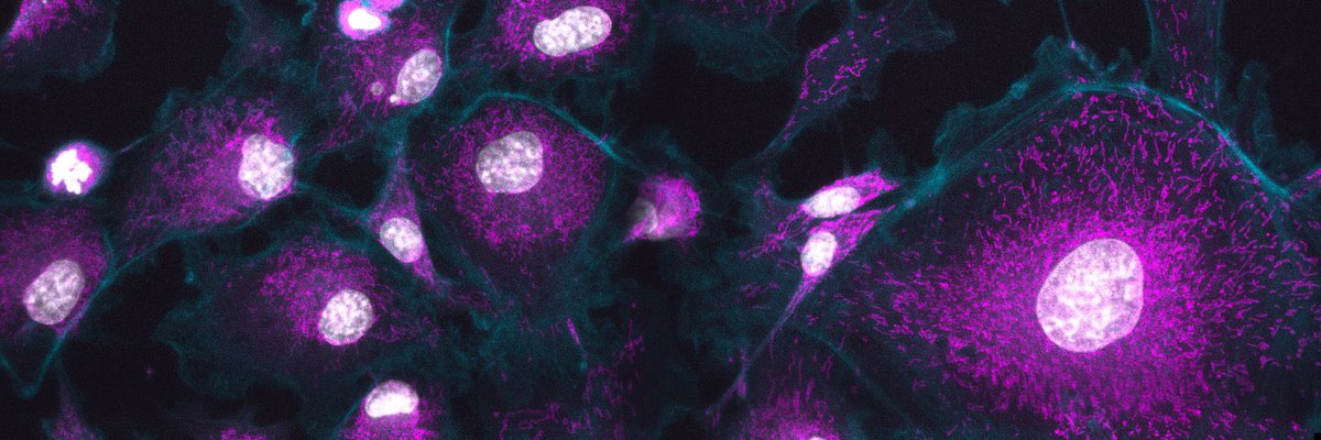 Did some fun microscopy yesterday 🔬🧫🧑‍🔬