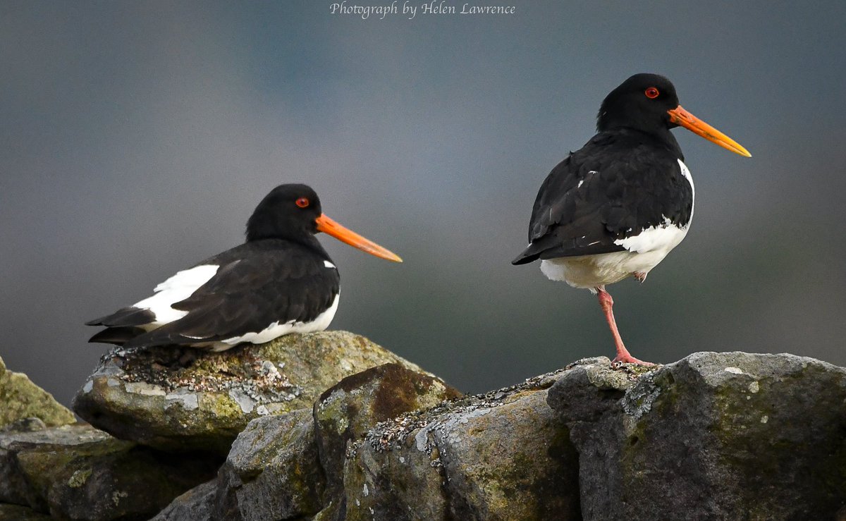 Two little dickie birds sitting on a wall… #birds #birdphotography #BirdsOfTwitter #BirdsSeenIn2023 #oystercatchers #birdwatching