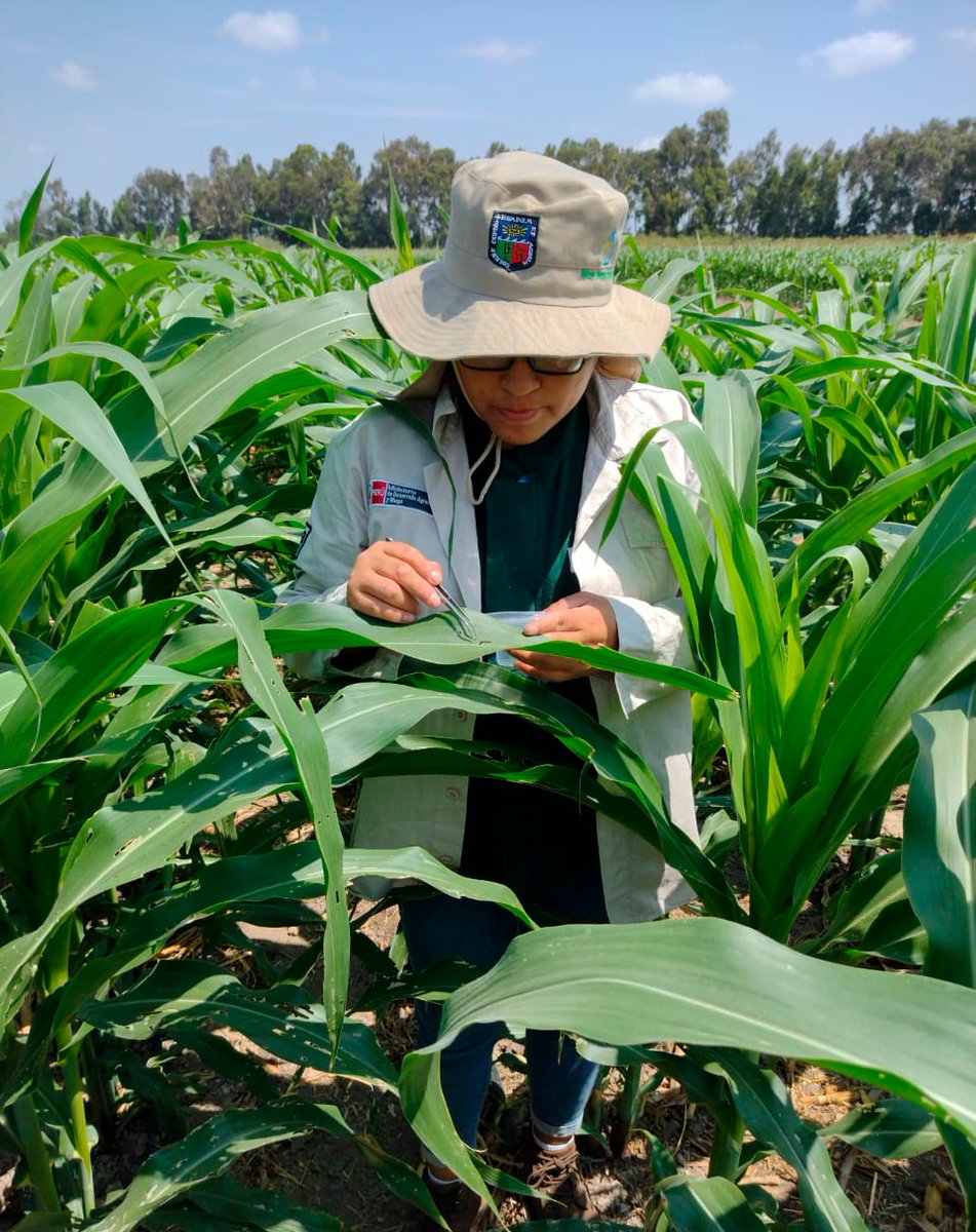 INIAPeru's tweet photo. [#Lambayeque]
El #INIAPERU mediante el #PROSEM y el Laboratorio de Biocontroladores de la EEA Vista Florida, vienen desarrollando el ensayo de Impacto del manejo ecológico del gusano “cogollero”, Spodoptera frugiperda, en el rendimiento del cultivo de maíz amarillo duro. https://t.co/jnIflD98Gh
