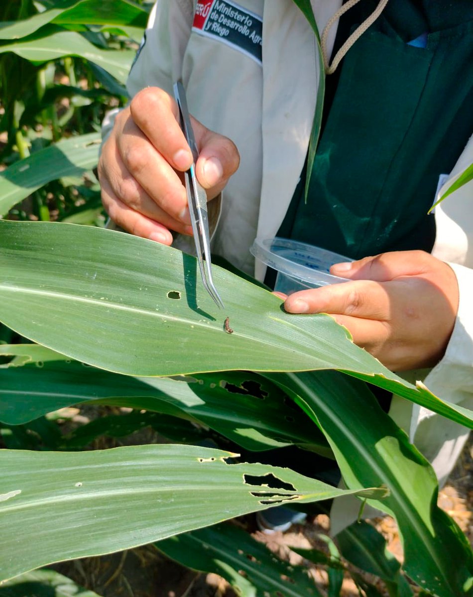 INIAPeru's tweet photo. [#Lambayeque]
El #INIAPERU mediante el #PROSEM y el Laboratorio de Biocontroladores de la EEA Vista Florida, vienen desarrollando el ensayo de Impacto del manejo ecológico del gusano “cogollero”, Spodoptera frugiperda, en el rendimiento del cultivo de maíz amarillo duro. https://t.co/jnIflD98Gh