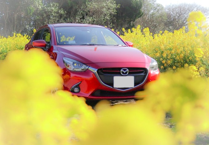 菜の花なのだー🌻菜の花に囲まれたデミちゃんを撮れました🌻🚗🌻黄色いお花は春らしくていいですね☺️たぶん夏は夏で…黄色いお